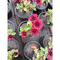 Маленький кущ хризантеми, червоний, у стаканчику.