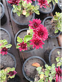 Маленький кущ хризантеми, червоний, у стаканчику.