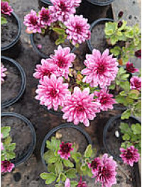 Маленький кущ хризантеми, малиновий, у стаканчику.