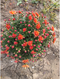 Хризантема мультифлора кущ невеликий, відкрита коренева