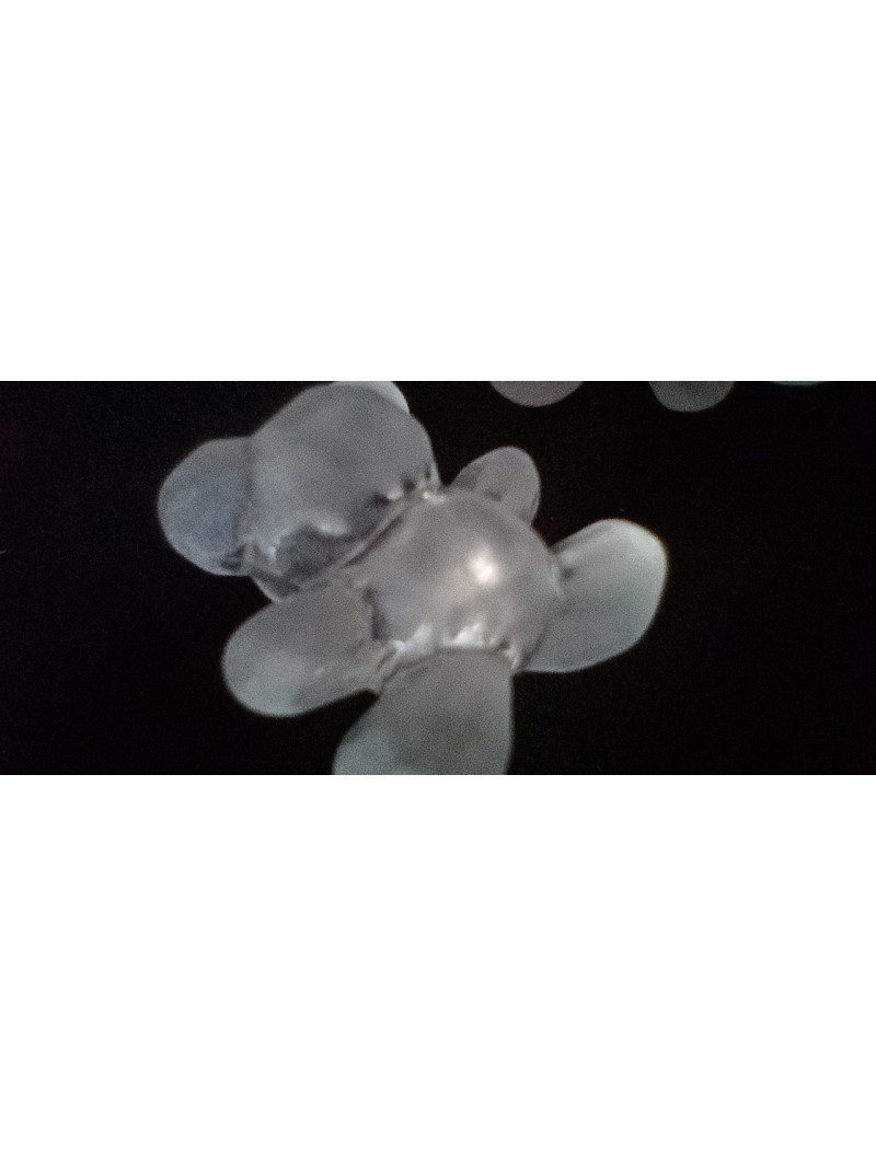 Бусяна Ведмедик, Пластик. Розмір — 16 мм. Колір — прозорий