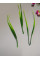 Зелень / 10 шт / 15 см
